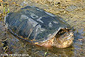 Common snapping turtle (Chelydra serpentine)