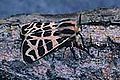 Tiger moth (tiger moth) Subtaxa:arctiidae