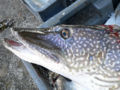 Thumbnail for version as of 13:22, 1 December 2006