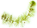 Thumbnail for version as of 19:01, 23 April 2009