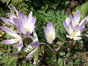 Caucasus flower.JPG
