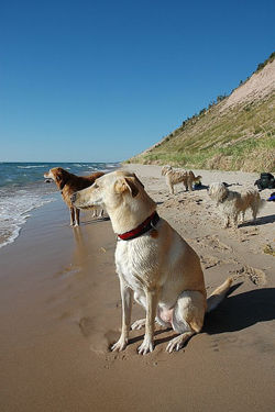 Dog varieties.jpg