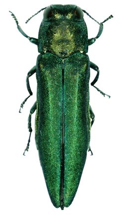Emerald Ash Borer.jpg