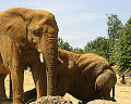 African Forest Elephant (Loxodonta cyclotis)