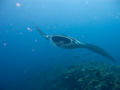 Manta ray (Manta birostris) Genus:Manta