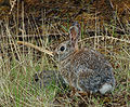 Sylvilagus Nuttallii (Mountain Cottontail)