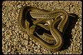 Patchnosed snake (Salvadora Hexalepis)