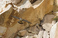 Peregrine Falcon (F. peregrinus)