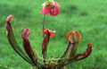 Thumbnail for version as of 05:08, 13 May 2014