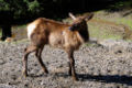 Roosevelt elk calf.