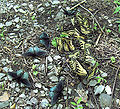 Thumbnail for version as of 18:00, 8 December 2010