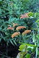Earleaf greenbrier (Smilax australis)