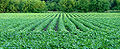 Thumbnail for version as of 04:42, 27 April 2009