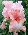 Pinkish Iris