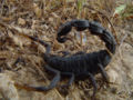 Arabian fat-tailed scorpion (Androctonus crassicauda) Family: Buthidae