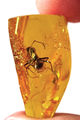 Thumbnail for version as of 03:21, 8 December 2016