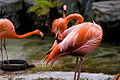 American Flamingo (P. Ruber)