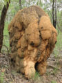 The termites in this one build by attachment and just keep on adding sections in Australia