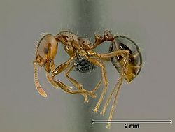 Biology Solenopsis.jpg