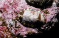 Chiton Class: Polyplacophora