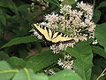 Thumbnail for version as of 20:08, 3 December 2010