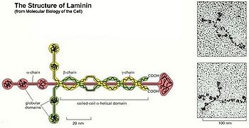 Lamininphotos.jpg