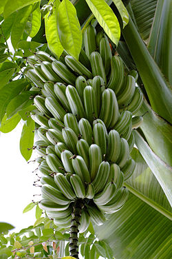 Musa paradisiaca.jpg