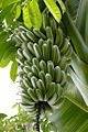 French Plantain (Musa paradisiaca) Species: Musa paradisiaca