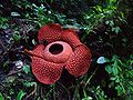 Corpse Flower (Rafflesia arnoldii)