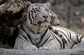 Tiger (P. tigris) Genus: Panthera