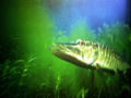 Volker Barth took a picture of this redfin pickerel