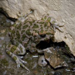 Bufonidae.jpg