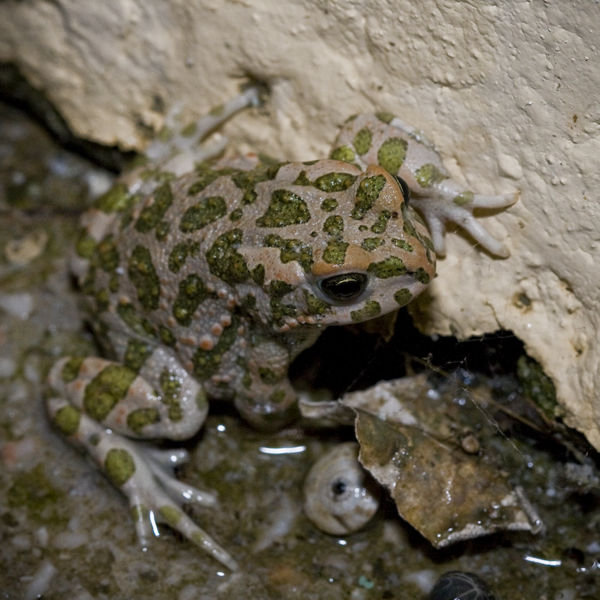 File:Bufonidae.jpg