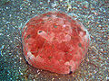 Thumbnail for version as of 05:13, 4 December 2012