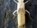 Thumbnail for version as of 22:37, 24 November 2007