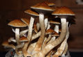 Thumbnail for version as of 05:52, 24 January 2014