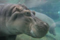 Thumbnail for version as of 04:45, 5 February 2007