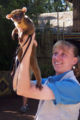 a kinkajou