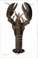 lobster