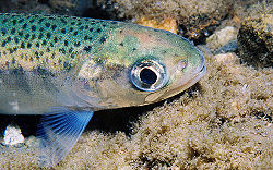 Rainbow trout zoomed in.jpg