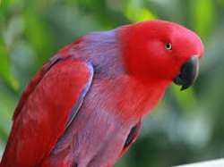 Red parrot.png