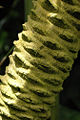 Thumbnail for version as of 09:44, 16 June 2008