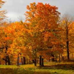 SugarMaples.jpg