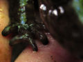 Pcific Giant Salamander (Dicamptodon ensatus)