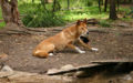 A dingo awakened by some indistinct sound far, far away.