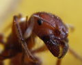 big ant head.