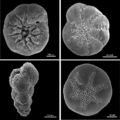 SEM micrographs of four benthic foraminiferans.