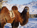 Bactrian Camel in Mongolia (Camelus bactrianus)