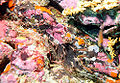 dancing shrimp (Rhynchocinetes durbanensis )