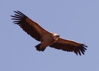 Gyps fulvus in flight.jpg